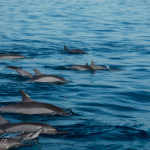 10. Puerto Princesa Dolphin Watching Activity